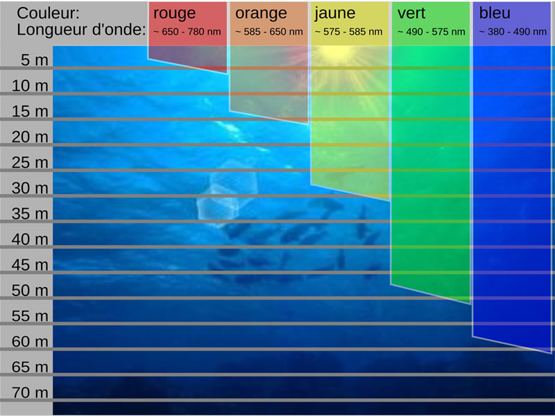 La disparition des couleurs sous l’eau : entre mythe et physique