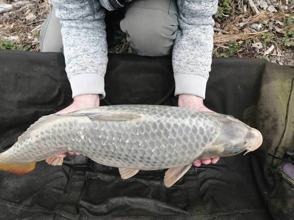 Les différents types de carpes présents dans les eaux françaises