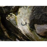 Montage D-Rig avec un émerillon rolling noir - Tackle carpe - Montage carpe efficace - Carpe Easy Shop